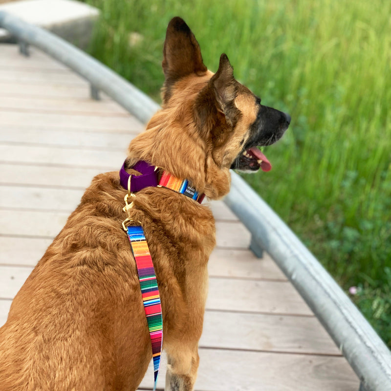 Not-So-Basic Leash in Serape by Major Darling