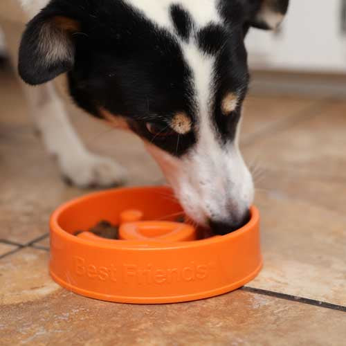 Whoa Doggie Slo-bowl