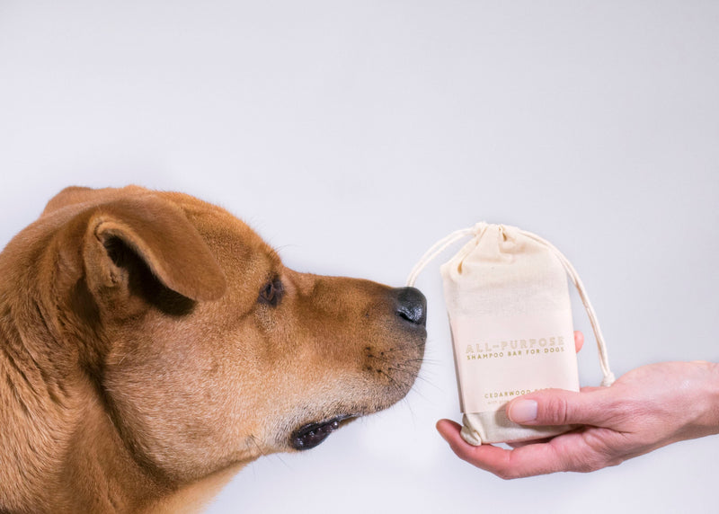 Shampoo Bar All-Purpose for Dogs by Major Darling