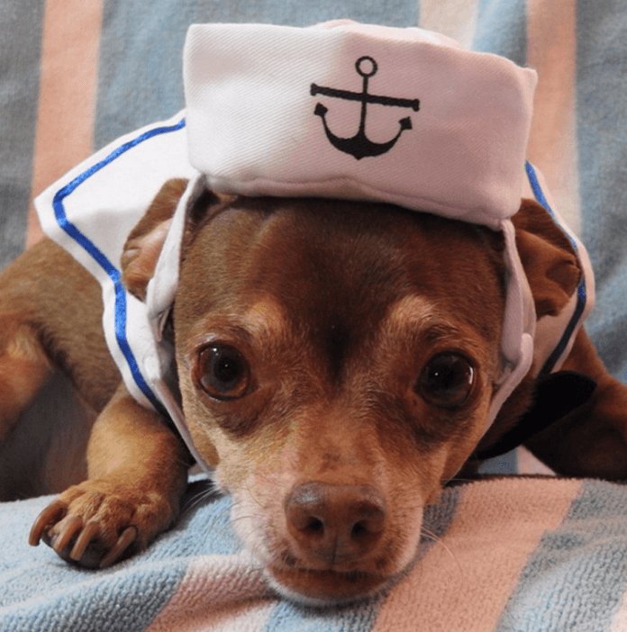 Adorable Nautical Pet Costume Set - Perfect For Halloween Cosplay! by Dog Hugs Cat