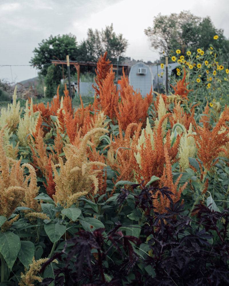 Autumn Touch Amaranth Seeds