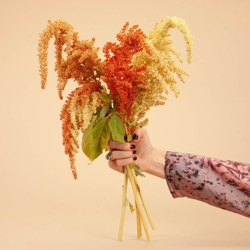 Autumn Touch Amaranth Seeds