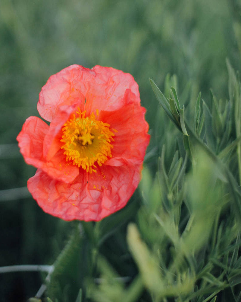 Champagne Bubbles Pink Iceland Poppy Seeds