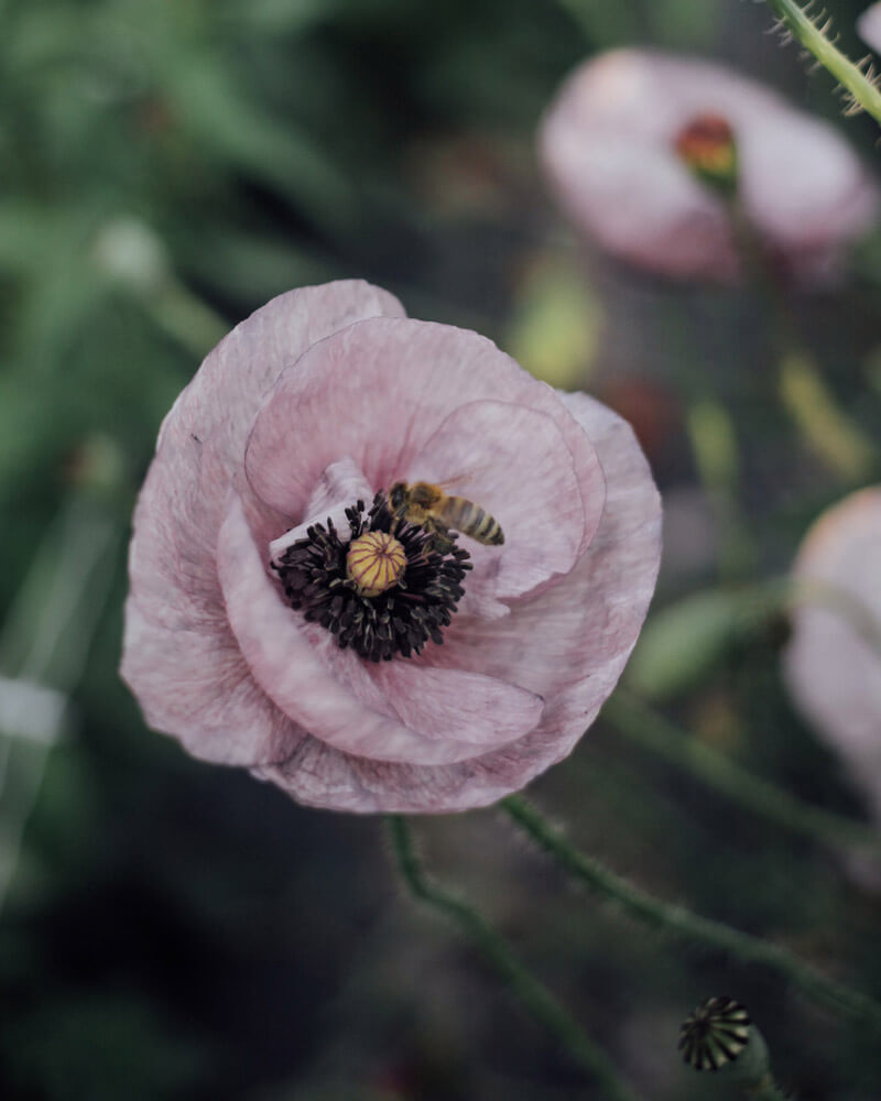 Shirley Poppy Mother of Pearl Seeds