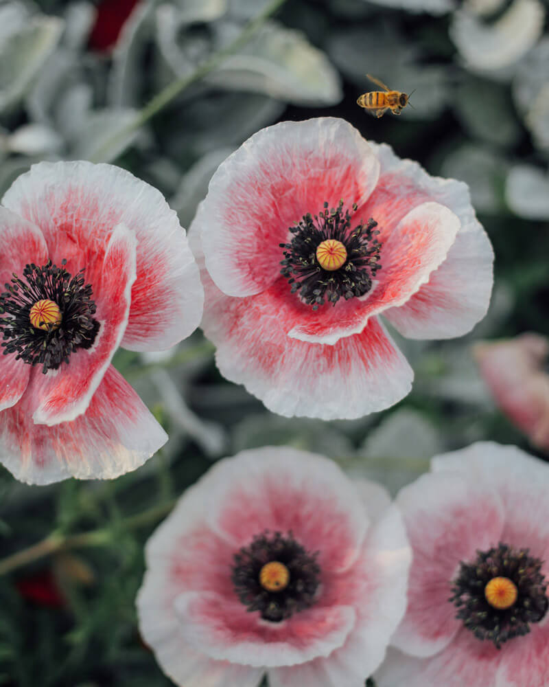 Shirley Poppy Mother of Pearl Seeds