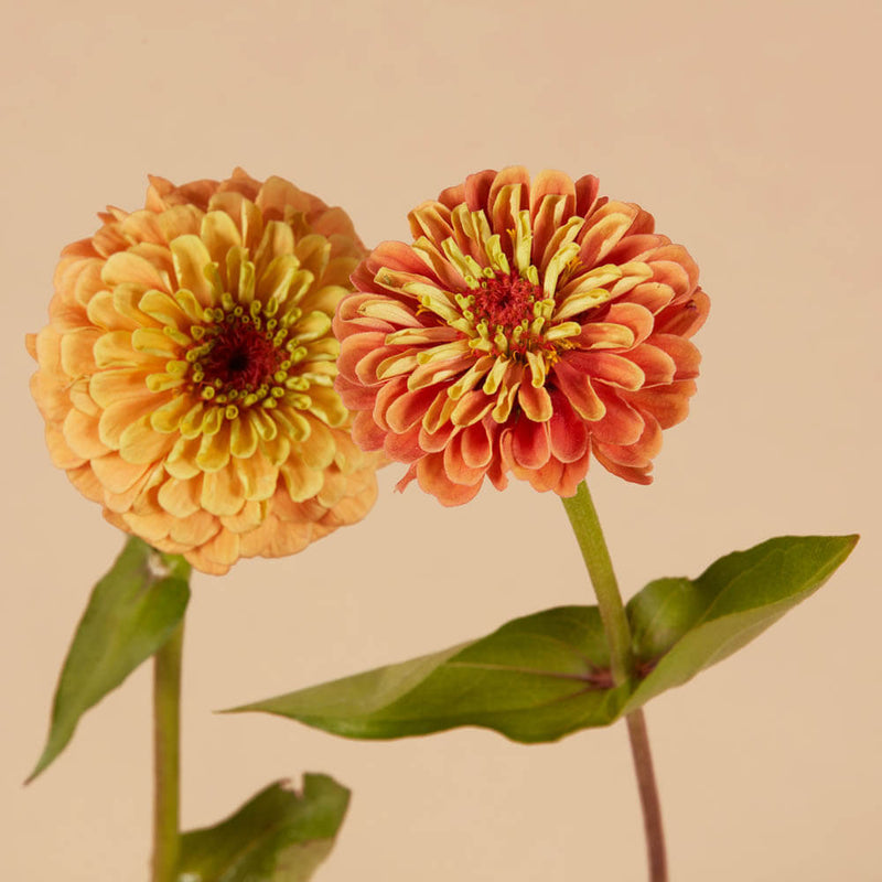 Queen Lime Orange Zinnia Seeds