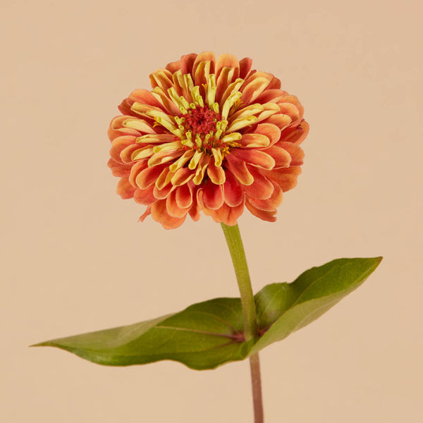 Queen Lime Orange Zinnia Seeds