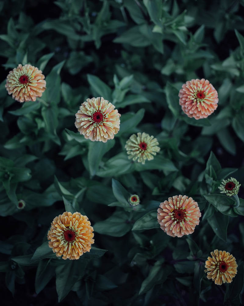 Queen Lime Orange Zinnia Seeds