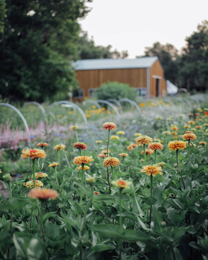 Queen Lime Orange Zinnia Seeds